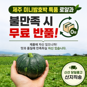 [불만족시 무료반품] 제주산지직송 프리미엄 미니밤호박
