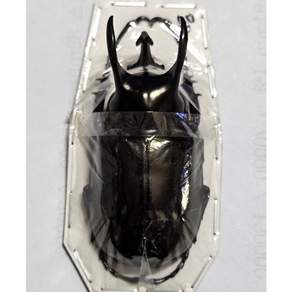 (Chalcosoma atlas keyboh) 아틀라스장수풍뎅이 [D-102] 곤충표본