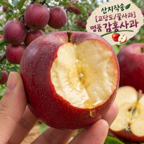 [제철특가] 새콤달콤 고당도 꿀 감홍사과