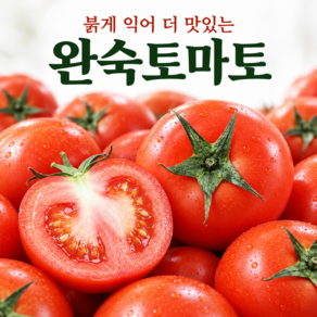 [매일 50박스 한정] 새벽누리 하루 한알 완숙토마토 가정용 사이즈랜덤