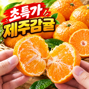 노지 감귤 제주 새콤달콤 산지직송