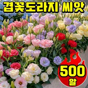 겹꽃도라지 씨앗 노지월동 가을꽃모종 겹도라지 혼합씨앗 리시안셔스 씨앗 꽃피는 식물 다년생 닝운시상