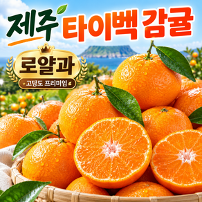 고당도 귤 제주 타이벡 감귤