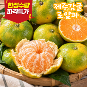 제주 감귤 한정특가 꿀당도 로얄과