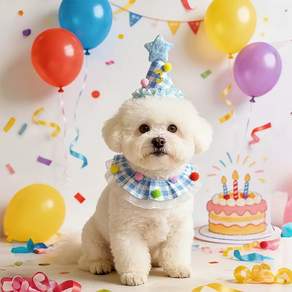 엘유엔 반려동물 생일케이프 모자 숫자스티커 세트