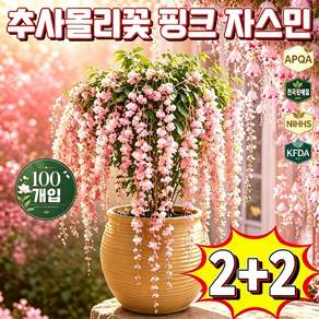 1+1 추사몰리꽃 자스민 추사몰리꽃 핑크자스민 폭포 자스민 추사몰리꽃 자스민 태국 수입 수선 재스민 태국 수입 수선 재스민 쟈스민 향기좋은 자스민 포장 증정