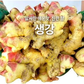 2026년 국내산 햇 생강 흙생강