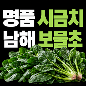 국내산 시금치구매 1위 국산 남해 시금치 겨울 보물초 남해초 포항초 섬초