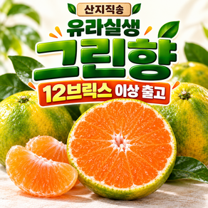제주 산지직송 고당도 유라실생 그린향