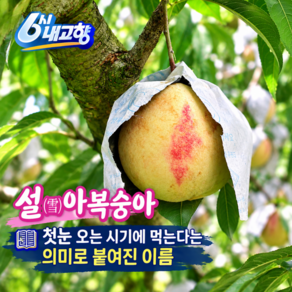 [하루50박스만] 정품엄선 겨울복숭아 설아복숭아 설도복숭아