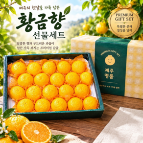 명품선물 제주직송 고당도 황금향 선물세트