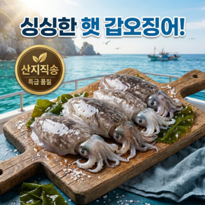 당일조업 산지직송 국내산 생물 갑오징어 선주 직발송