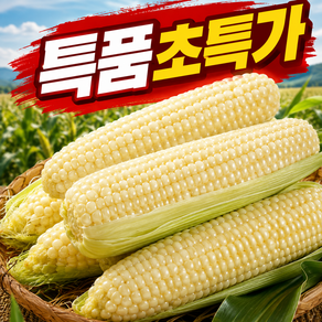 [50박스한정초특가] 환상의맛 쫀득쫀득 강원도 찰옥수수