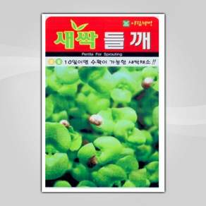 슬로시 새싹 씨앗 보리 다채 귀리 비빔용 청경채 경수채
