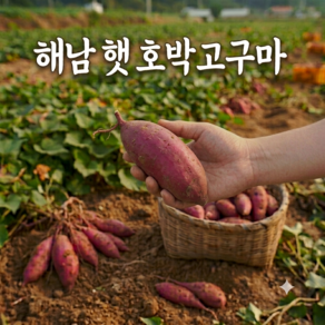 고당도 고구마 달콤한 해남 햇 호박고구마 특상