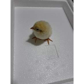 먹이용 냉동쥐 뱀먹이 냉동 병아리 50마리