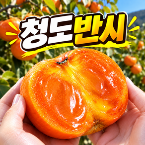[한정특가] 청도반시 씨없는감 고당도 달콤한 홍시 연시 제철과일