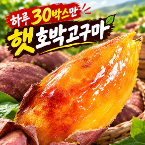 [하루30박스만] 2026년첫수확 꿀범벅 초고당도 호박고구마
