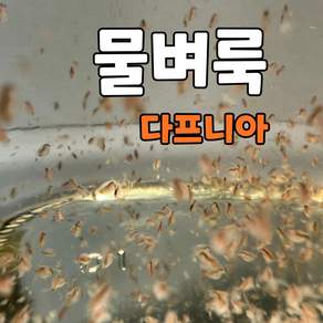 관찰용 물벼룩 다프니아 1000마리