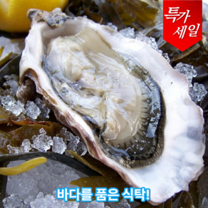 산들해 통영 생굴 국내산 제철 햇 굴 산지직송