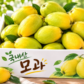 [산지직송] 향긋함 폭팔 국내산 햇 모과