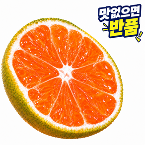 [맛없으면반품] 농장직송 제주도 극조생 감귤