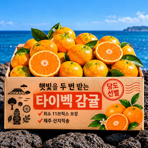 제주 타이벡 감귤 고당도 귤