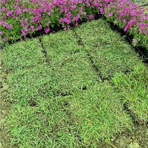 청년농부 고급 한국 토종잔디 30cmX30cm 9장 (산소잔디 정원잔디 마당잔디)