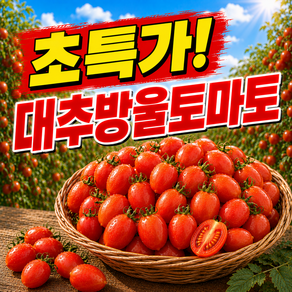 [당일수확] 당일한정 대추 방울 토마토 초특가 산지직송