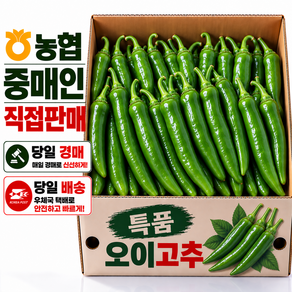 당일경매 특품 오이고추