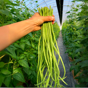 [국내산줄콩] 농장직송 줄콩 당일수확 long bean 롱빈, 1박스, 1kg