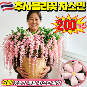 [2026 신형] 태국 수입 수선 재스민 늘어지는 자스민 씨앗 3배 진한천연 꽃향기 늘어지는 덩굴형 자스민 꽃씨앗 진한 천연 꽃향기 원예 씨앗 MOYALIE