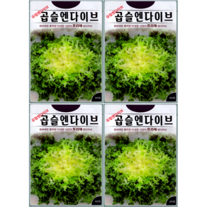 곱슬엔다이브 300립 씨앗 프리제 엔다이브 샐러드 채소 텃밭 화분 재배 ks