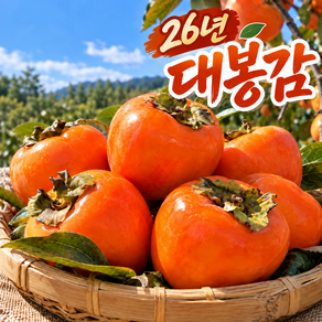 (구매특가) 26년 대봉감 출시 고당도 프리미엄 대봉감 산지직송
