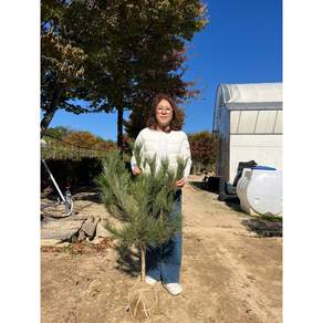 광일농원 소나무 80cm 분뜨기 육송 적송
