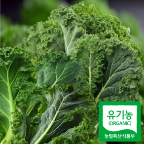 케일 유기농 컬리케일 샐러드용 다이어트 쌈채소