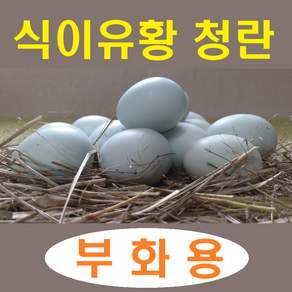강원고성 자연방사 청란 (부화용) 병아리부화 부화계란 유정란 산란용 청계란 (난각1번)