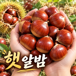 부여 공주 대사이즈 햇밤 알밤