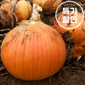 산지직송 국내산 단단한 햇 양파