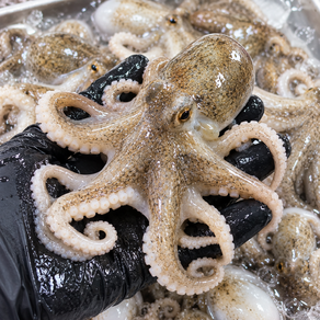 산지직송 국내산 활 주꾸미 1kg 당일조업 쭈꾸미