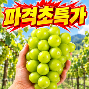 [SNS난리난환상의맛] 주문폭주대란 산지직송 초초고당도 샤인머스캣