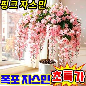 핑크 자스민 폭포 자스민묘목 씨앗 향기좋은 수양자스민 나무 수양자스민 태국 수입 수선 재스민 쟈스민 꽃나무 태국 수입 수선 재스민묘목 핑크자스민 사은품 랜덤 증정