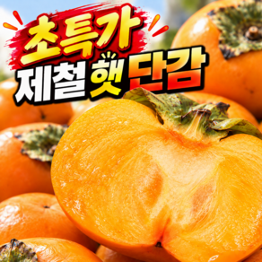 일100박스한정특가 고당도 햇 부유단감