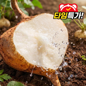[타임특가] 아삭달달 히카마 멕시코 감자