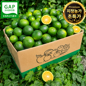 [일50박스특가] 제주농장직송 GAP풋귤 특품 청귤