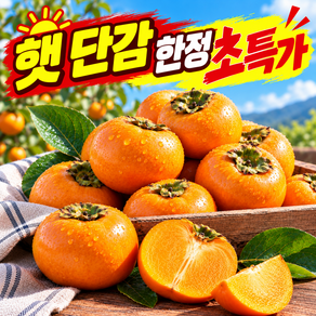 [노마진초특가] 경남 고당도 햇 단감