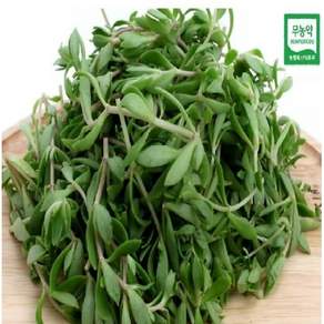 BRM연구소 무농약 돗나물 800g 돌나물 돋나물 돈나물