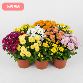 꽃팡팡 가을국화 농장직송 미니국화 9색 노지월동 다년생 가을꽃 국화축제