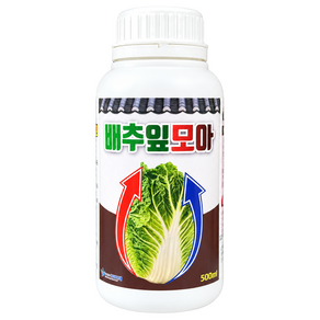 배추잎모아 배추영양제 결구 속 꽉찬 배추 속 채우는 법 김장 비료