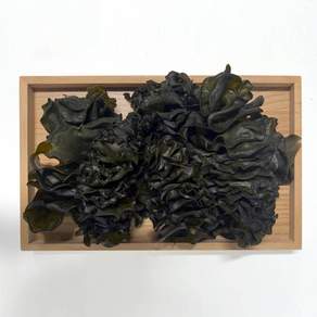 울돌목 완도산 햇 미역귀 300g+300g